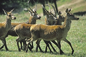 Red Deer (cervus elaphus), Males and Females