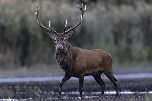 Red deer (Cervus elaphus), in a marshy area
