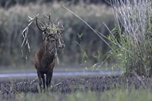 Red deer (Cervus elaphus), in a marshy area with reeds in the antlers of the sweep Lusatia