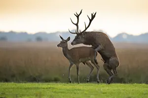 Red deer (Cervus elaphus) mating