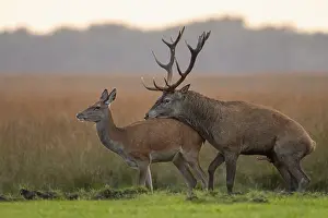 Red deer (Cervus elaphus) mating