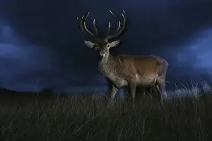 Red Deer (Cervus elaphus) mature stag