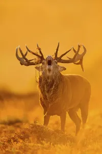 Red Deer (Cervus elaphus) mature stag