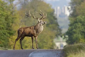 Red deer (Cervus elaphus) mature stag