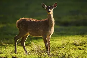 Red deer (Cervus elaphus) on a meadow
