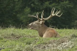 Red deer (Cervus elaphus) in the meadow