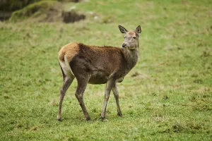 Red deer (Cervus elaphus) on a meadow Bavaria