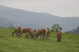 Red deer (Cervus elaphus) mixed herd on a summer mountain meadow Allgaeu