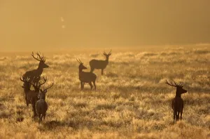 Red deer (Cervus elaphus) in the morning sun in a meadow