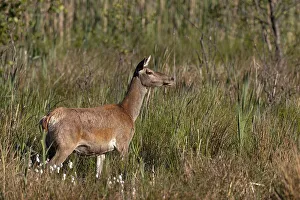 Red deer (Cervus elaphus), in natural habitat