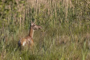 Red deer (Cervus elaphus), in natural habitat