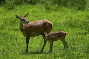 Category Wildlife DE Prints: Red deer (Cervus elaphus) nursing her fawn on a green meadow in natural surroundings