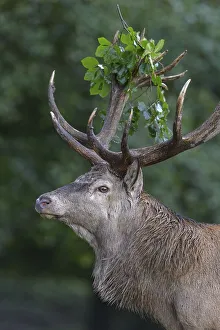 Red deer (Cervus elaphus), portrait