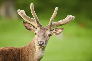 Red deer (Cervus elaphus), Portrait