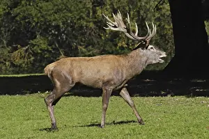 Red deer, Cervus elaphus, red deer