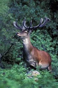 Red deer (Cervus elaphus), red deer