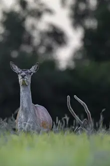 Red deer (Cervus elaphus) and red deer spike in a grain field