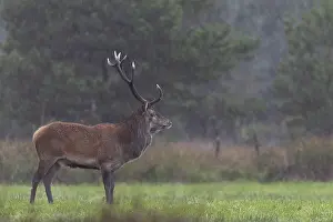 The red deer (Cervus elaphus) remains stoically calm in a rain shower