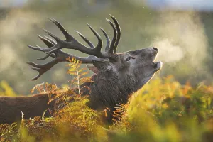 Red deer, Cervus elaphus, Richmond Park