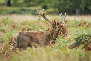 Red deer, Cervus elaphus, Richmond Park