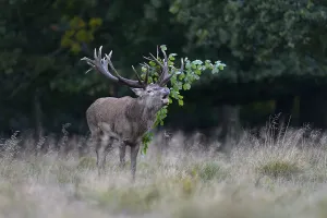 Red deer (Cervus elaphus), roaring