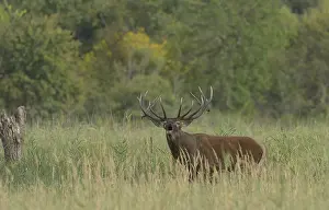 Red Deer (Cervus elaphus), roaring
