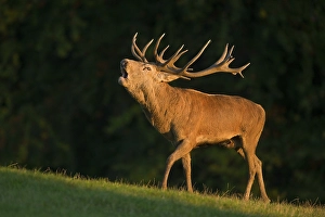 Red Deer (Cervus elaphus), roaring during the rut in the evening light