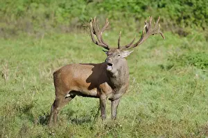 Red deer (Cervus elaphus) roaring in the rutting season