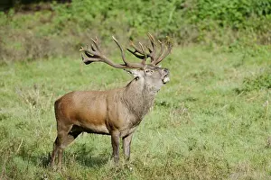 Red deer (Cervus elaphus) roaring in the rutting season