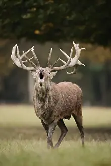 Red deer (Cervus elaphus) roaring in the rutting season