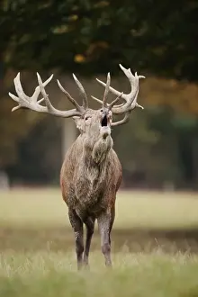 Red deer (Cervus elaphus) roaring in the rutting season