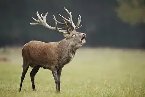 Red deer (Cervus elaphus) roaring in the rutting season