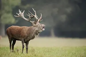 Red deer (Cervus elaphus) roaring in the rutting season