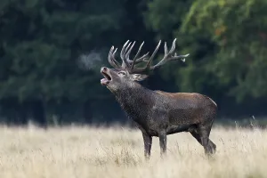 Red Deer (Cervus elaphus), roaring rutting stag