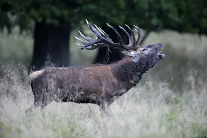 Red deer (Cervus elaphus), royal stag