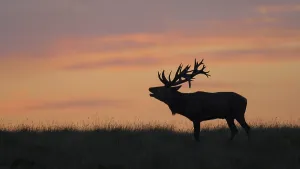 Red deer (Cervus elaphus), Royal Stag in last light