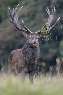 Red deer (Cervus elaphus), Royal Stag near forest