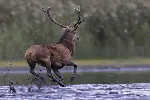 Red deer (Cervus elaphus), running through shallow water in flight from a rival