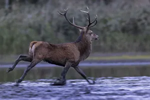 Red deer (Cervus elaphus), running through shallow water in flight from a rival