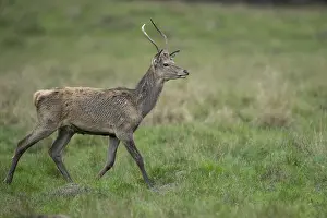 Red deer (Cervus elaphus) in rut