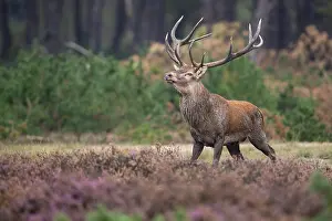 Red deer (Cervus elaphus), rut