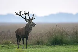 Red deer (Cervus elaphus), rut