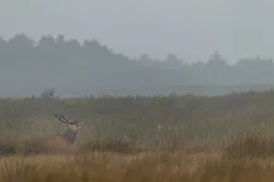 Red deer (Cervus elaphus) in rut in front of a reed belt