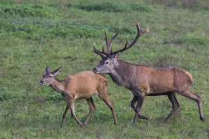 Red deer (Cervus elaphus), rutting behavior