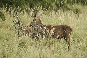 Red deer (Cervus elaphus) rutting deer
