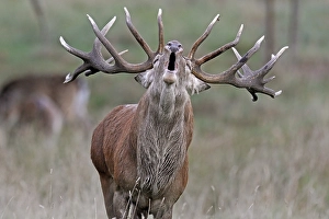 Red deer (Cervus elaphus), in rutting season