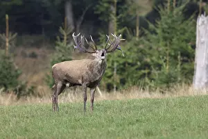 Red deer (Cervus elaphus) during the rutting season