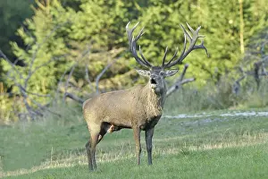 Red deer (Cervus elaphus) during the rutting season