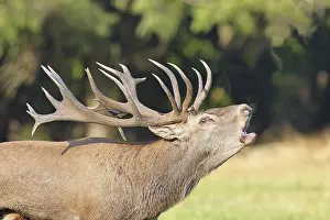 Red deer (Cervus elaphus) during the rutting season