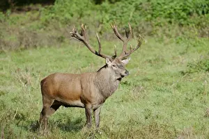 Red deer (Cervus elaphus) in the rutting season